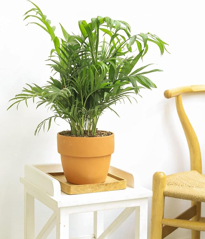 Neanthe Bella Palm (4" Grower Pot) - Low Light and Healthy Houseplant - Easy to Care Indoor Houseplant - Fully Rooted in 2/4/4.5/5/6 inch Sizes