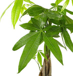 Birkin Philodendron in 6 Inch Pot for Indoor Plants Live Houseplants, Office Plants & Money Tree Plant Indoor House Plants, Chinese Money Plant Decor, Bonsai Tree Feng Shui Décor