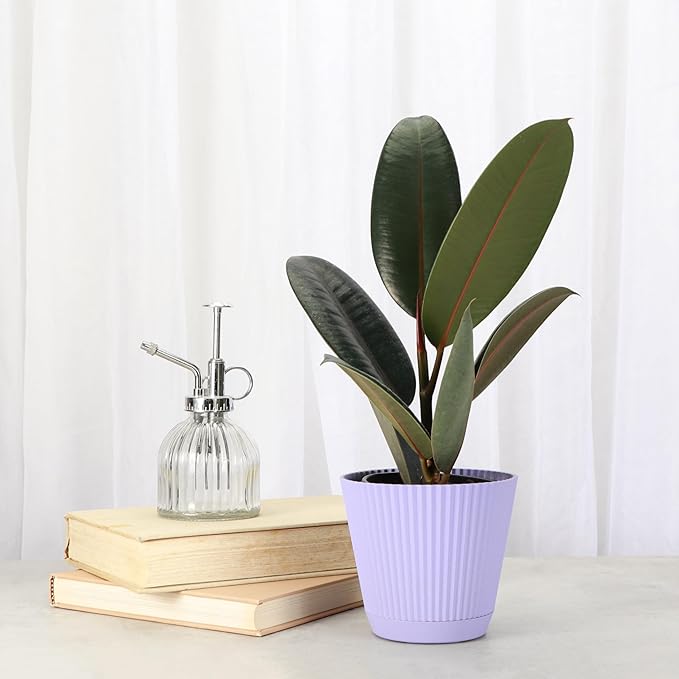 Thorsen's Greenhouse Ficus elastica, Live Indoor Plant, Rare Variety, Natural Air Purifier, Burgundy Rubber Plant, 4-Inch Diameter Pot (Lavender)
