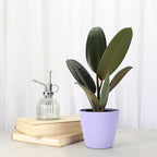 Thorsen's Greenhouse Ficus elastica, Live Indoor Plant, Rare Variety, Natural Air Purifier, Burgundy Rubber Plant, 4-Inch Diameter Pot (Lavender)