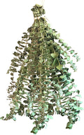 Eucalyptus for Shower Live Plant Real Bundle Fresh Stems Hanging Plants for Bathroom Leaves for Home Office Wedding Birthday Gift (Large Bunch - 15 pcs)(Heat Pack Included)