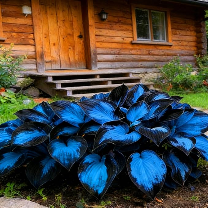 Hosta Seeds for Planting, 200+pcs Rare Perennial Hosta Flower Seeds, Non-GMO Heirloom Long Blooming Plants Shaded Entry Pathway Flowers for Garden Outdoors