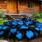 Hosta Seeds for Planting, 300+pcs Rare Perennial Hosta Flower Seeds, Non-GMO Heirloom Long Blooming Plants Shaded Entry Pathway Flowers for Garden Outdoors