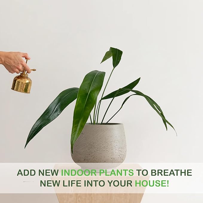 LEAL PLANTS ECUADOR Anthurium SP Morona| Exotic Indoor Plant | Live Tropical Houseplant for Home Décor| Beautiful Green Live Plant | Easy-Care Indoor Houseplant,Unique Gift for Plant Lover