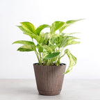Thorsen's Greenhouse Marble Queen Pothos, Live Indoor Plant, Easy to Grow, Rare Variegated Houseplant, Natural Air Purifier, 4-inch Diameter Pot (Coffee)