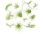 Tillandsia Air Plants Live Indoor Plants (12PK), Airplants Variety Live Plant Kit, Tropical Plants Live Houseplants, Air Plant Live Succulents Plants Live Plants Indoor House Plants by Plants for Pets