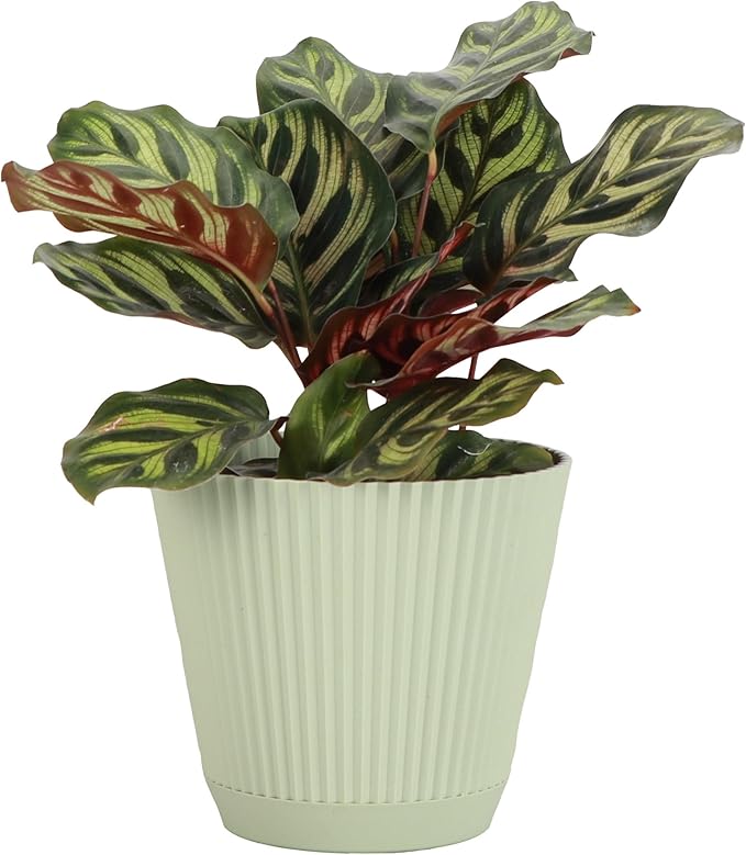 Thorsen's Greenhouse Peacock Calathea, Live Indoor Plant, Safe for Pets, Colorful Foliage, Rare Variety, Peacock Plant, 4" Diameter (Sage)