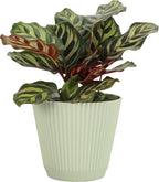 Thorsen's Greenhouse Peacock Calathea, Live Indoor Plant, Safe for Pets, Colorful Foliage, Rare Variety, Peacock Plant, 4" Diameter (Sage)