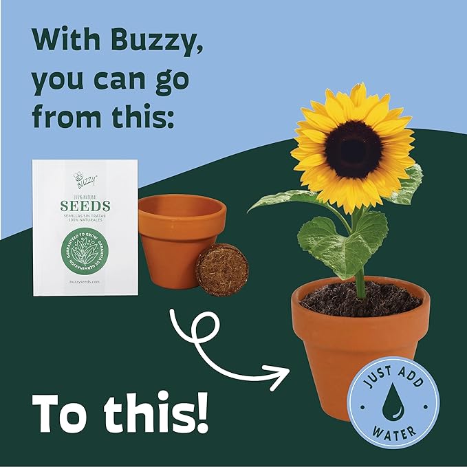 BUZZY Seeds Sunflower Seed Starter Kit Bulk 20 Pack – Mini Terracotta Grow Pots, Flower Gardening Kits for Wedding Favors & DIY Crafts