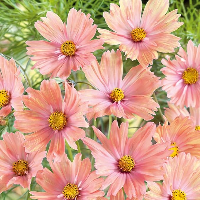 300+ Rare Dwarf Mix Cosmos Seeds for Planting-Cupcake Cosmos Seed-Non-GMO Heirloom for Home Outdoor Garden