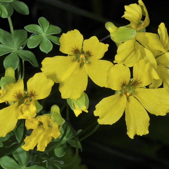 Mixed Nasturtium Seeds for Planting, 300pcs Rare Climbing Nasturtium Flower Seeds, Non-GMO Heirloom Beauty Home Garden Blooms Flowers Plants for Outdoors Indoors