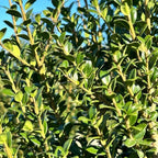 RedCrocus Steeds' Japanese Holly Ilex crenata Evergreen Shrub, Perfect for Hedges & Borders, Low Maintenance, Pet Safe, Container & Landscape Use 2' h 3 Gallon