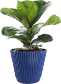 Thorsen's Greenhouse Ficus Lyrata, Fiddle Leaf Fig Plant, Rare, Live Indoor Plant, Collector Plant, Beautiful Foliage, Statement Piece, 6" Diameter Pot (Navy, 6" Pot)