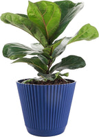 Thorsen's Greenhouse Ficus Lyrata, Fiddle Leaf Fig Plant, Rare, Live Indoor Plant, Collector Plant, Beautiful Foliage, Statement Piece, 6" Diameter Pot (Navy, 6" Pot)