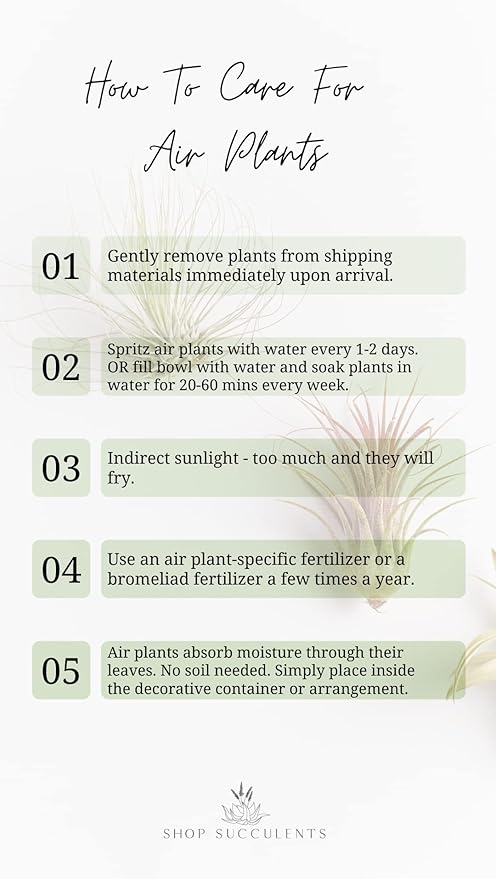 Shop Succulents | Assorted Collection | Variety of Species, Tropical House Plant for Home Décor, DIY Terrariums, 50-Pack