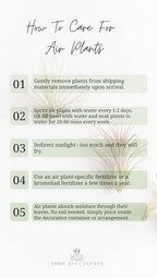 Shop Succulents | Assorted Collection | Variety of Species, Tropical House Plant for Home Décor, DIY Terrariums, 10-Pack