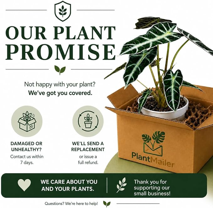 Alocasia Bambino Live Plant, Indoor Houseplant, Natural Air Purifier Plants, Alocasia Plants Live Houseplants for Indoor Spaces