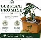 Alocasia Bambino Live Plant, Indoor Houseplant, Natural Air Purifier Plants, Alocasia Plants Live Houseplants for Indoor Spaces