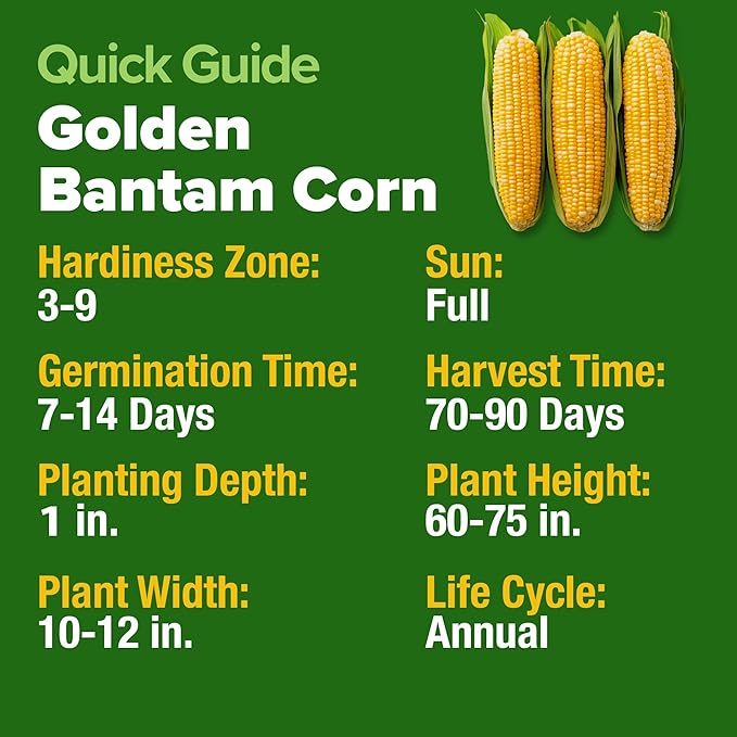 HOME GROWN Golden Bantam Sweet Corn Seeds 200+ Heirloom Non-GMO Seeds for Planting, High Germination, Yellow Kernel Corn on the Cob, Early Summer Harvest, Easy to Grow Home Garden Crop (Zea mays)
