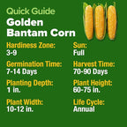 HOME GROWN Golden Bantam Sweet Corn Seeds 200+ Heirloom Non-GMO Seeds for Planting, High Germination, Yellow Kernel Corn on the Cob, Early Summer Harvest, Easy to Grow Home Garden Crop (Zea mays)