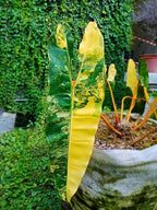 RedCrocus Philodendron billietiae- Tropical Indoor Plant with Large Glossy Leaves, Vibrant Orange Veins, Air-Purifying, Easy Care for Home & Office Decor 6" Pot