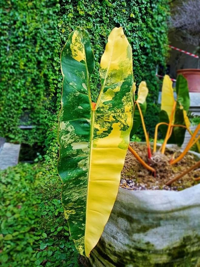 RedCrocus Philodendron billietiae- Tropical Indoor Plant with Large Glossy Leaves, Vibrant Orange Veins, Air-Purifying, Easy Care for Home & Office Decor 6" Pot