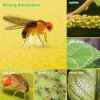 LFSYS 100 Pcs Yellow Sticky Traps for Gnat, Fruit Fly, White Fly, Aphid, Leaf Miner, Indoor Safe for Plants