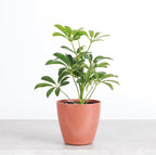 Thorsen's Greenhouse Live Arboricola Umbrella Tree Plant, Schefflera Arboricola, Natural Air Purifier, Easy to Grow, Live Indoor Houseplant, 4-inch Diameter (Terra Cotta)