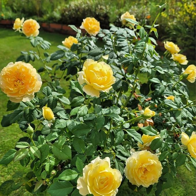 Fragrant Rose Plant Live Bush Shrub or Climbing, Old-Fashioned Roses Summer Rebloomer in 2.5 Inch Pot, Lanscape Rose Plant (Assorted) (Butter Yellow)