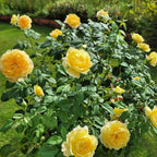 Fragrant Rose Plant Live Bush Shrub or Climbing, Old-Fashioned Roses Summer Rebloomer in 2.5 Inch Pot, Lanscape Rose Plant (Assorted) (Butter Yellow)