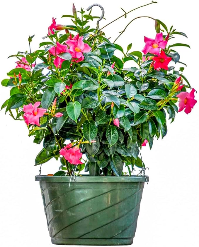 Tropical Plants of Florida Pink Dipladenia Hanging Basket 12 Inch Live Flowering Plant, 14 Inch Wide by 18 Inch Tall, Vibrant Pink Patio Porch Balcony Blooms