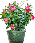 Tropical Plants of Florida Pink Dipladenia Hanging Basket 12 Inch Live Flowering Plant, 14 Inch Wide by 18 Inch Tall, Vibrant Pink Patio Porch Balcony Blooms