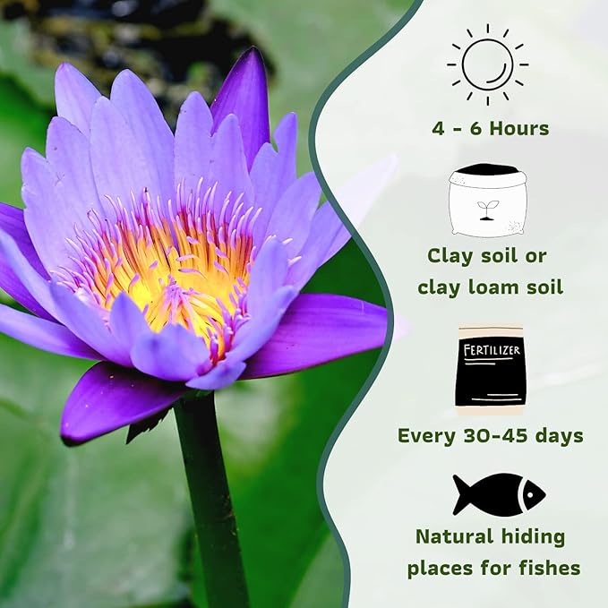Mainam Mix Colorful Tropical Water Lily Tuber Live Aquarium Plant for Freshwater Fish Pond Balcony Buy 2 GET Fertilizer Free (Blue Nymphaea Geena)