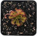 Drosera Spatulata Live Plant, Spoon-Leaved Sundew, 2 Inch Carnivorous Plant with Pink Flowers, Potted