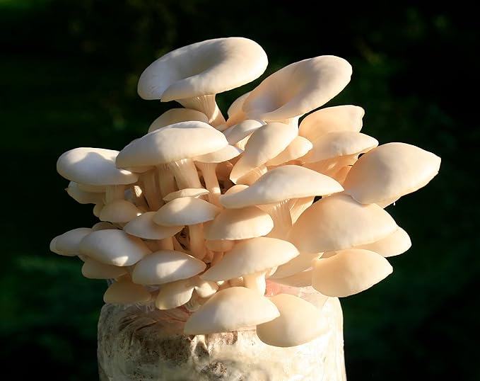 Root Mushroom Farm--Mushroom Liquid Cultures/White Elm Mushroom(Pleurotus ulmarius)