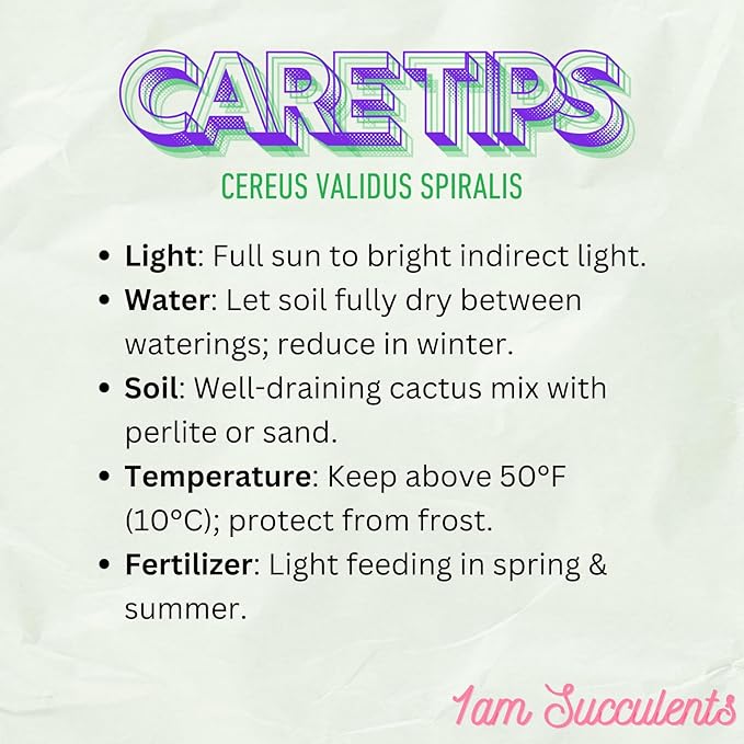 Spiral Cactus - Cereus Validus Spiralis – 8-10 inches Height, Rare Cactus Plant, Live Twisting Succulent, Fast-Growing & Drought-Tolerant – Exotic Statement Plant for Home & Garden