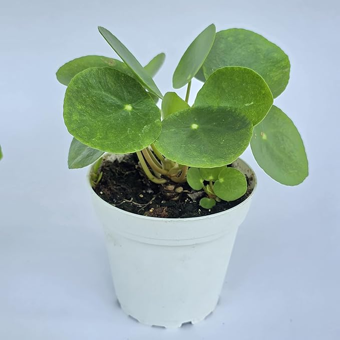 Chinese Money Plant Live (Pilea Peperomioides) | Available in 2.5 Inch & 4 Inch Nursery Pot or Add Our Geometric Self-Watering Planter | Air Purifying (Nursery Pot, 4 inch Pot)