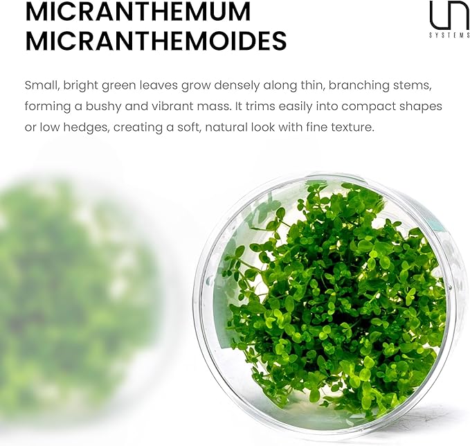 Ultum Nature Systems Pearl Weed Micranthemum Micranthemoides Tissue Culture Live Plant for Aquarium, Aquascape, Freshwater Fish Tanks - 100% Snail Free in Vitro