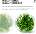 Ultum Nature Systems Pearl Weed Micranthemum Micranthemoides Tissue Culture Live Plant for Aquarium, Aquascape, Freshwater Fish Tanks - 100% Snail Free in Vitro