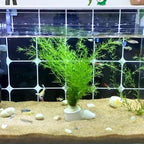 12 Pack Aquarium Plant Weights, Aquatic Plants Fixed Ring Set, Anti-Floating Ceramic Aquarium Plant Rings, Aquarium Landscape Decoration Fish Tank Accessories 1.8 x 1.3 Inch