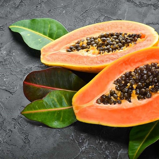 Papaya Tree Seedling (Carica Papaya) – Live Tropical Fruit Plant – Fast Growing – USDA Certified