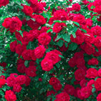 Light Red Climbing Rose Live Plant, Can Grow As Rose Bushes Shrubs, Fragrant Ready to Plant, Starter Size, 5 to 10 Inc Tall, Dormant in Winter