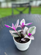 Wandering Jew Tradescantia Nanouk Lilac Live Plant - Unique Houseplants for Easy Indoor Gardens & Home Decor Gifts - Potted Tiny Houseplants 4" inch White Pot Included