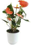 Orange Anthurium Live Plant Decor (Approx. 11-14" Tall), Real Flowers/House Plants in 4" White Pot, Floral Air Purifying Houseplants, Cool & Unique Gifts by Plants for Pets