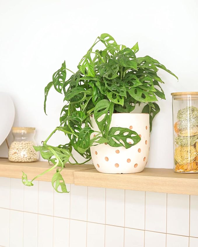 Monstera Adansonii 'Swiss Cheese' (4" Grower Pot) - Air-Purifying Houseplant with White Flowers | Live Healthy Houseplant for Gift or Home Decoration