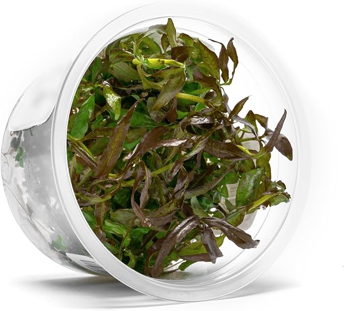 SubstrateSource Live Aquarium Plant - Hygrophila pogonocalyx - Snail Free in-Vitro Intermediate Care Freshwater Aquatic Plants for Aquascaping, Med - High Light, Moderate Growth - Tissue Culture