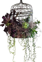 Mosser Lee Spanish Moss – Natural Decorative Moss for Houseplants, Soil Cover, Crafts, Terrariums & Floral Arrangements - 400 Cubic Inches (Approx 9oz)