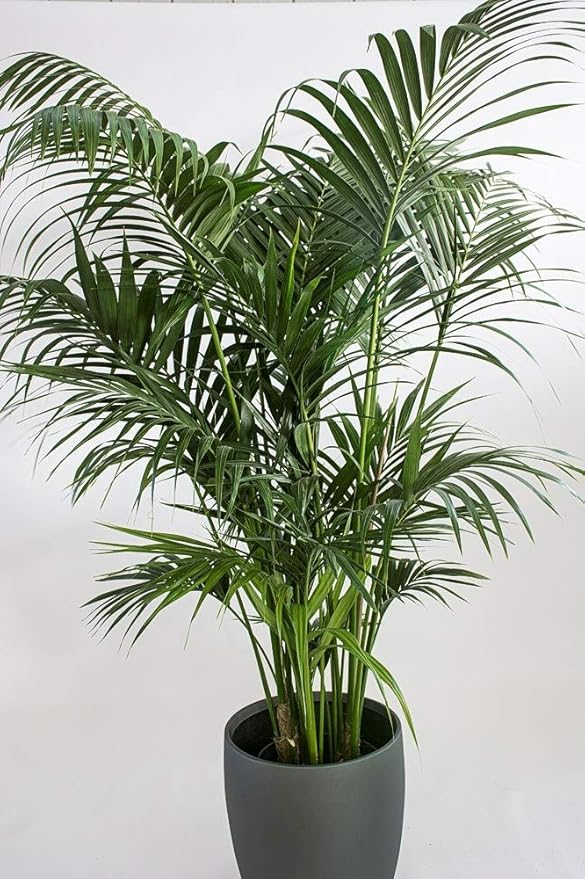 Kentia Palm - Live Plant in an 10 Inch Growers Pot - Howea Forsteriana - Beautiful Clean Air Indoor Outdoor Houseplant