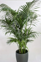 Kentia Palm - Live Plant in an 10 Inch Growers Pot - Howea Forsteriana - Beautiful Clean Air Indoor Outdoor Houseplant