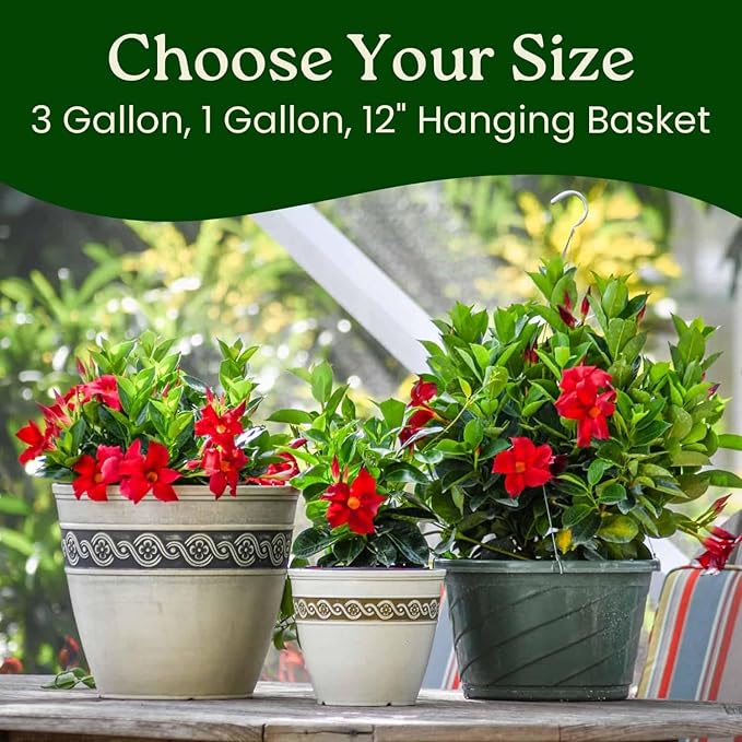 Dipladenia Bush Live Plant - Red - Overall Height 22" to 26" - Tropical Plants of Florida (Plant Only)